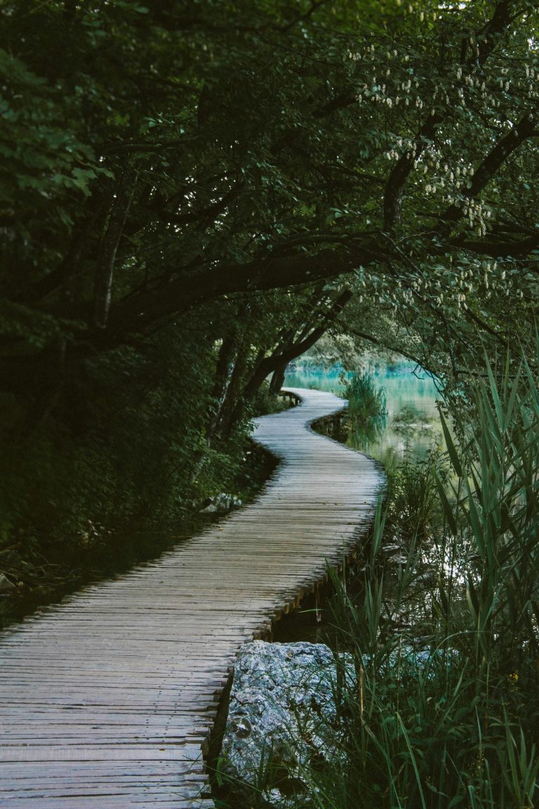 A wooden path under green trees, representing the winding road a career in the nuclear industry could take you on